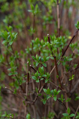 small fresh green sprouts on twigs, vertically