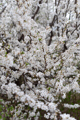 Cherry blossoms in the park in spring, vertically