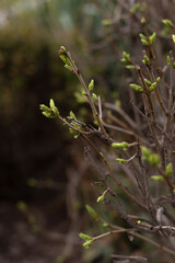 fresh spring leaves on bushes, blooming in spring in the park, nature background, vertical