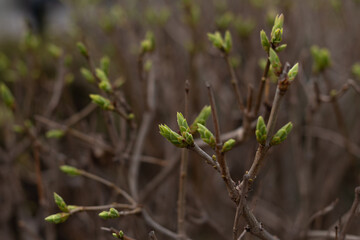 fresh spring leaves on bushes, blooming in spring in the park