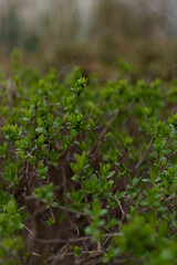 small fresh leaves on bushes in spring in park, natural background, vertical