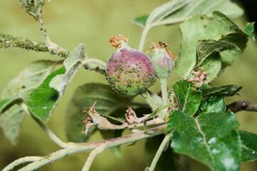 Developing apples on a fruit tree show signs of pest infestation in a garden during late spring season.