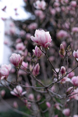 Spring Tree Blossoming Pink Magnolia in the Park, Vertical