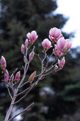 Close-up Lovely Pink Buds Spring Blossoming Magnolia, Vertical