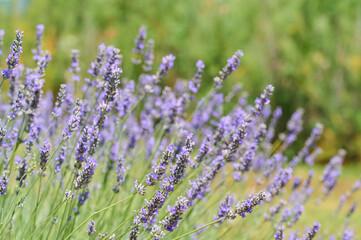 Lavender flowers flourish in a vibrant garden, swaying gently in the warm sunlight, creating a...