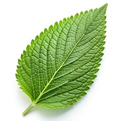 green leaf isolated on white background
