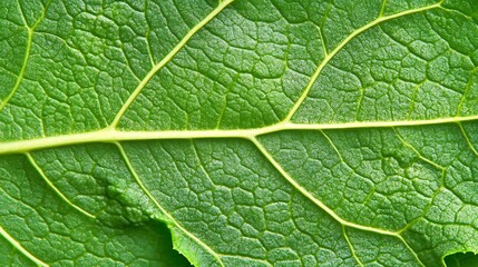 Fototapeta premium A close up photograph of a vibrant green leaf surface