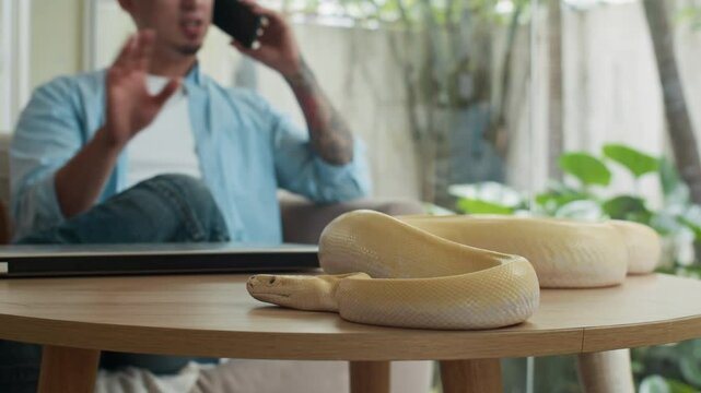 Blurred background of busy man in light blue shirt talking on mobile phone while his albino domestic python resting on table at home office