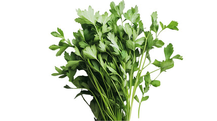 Naklejka premium The image features a lush, healthy bunch of green parsley, commonly used as a culinary ingredient and garnish.