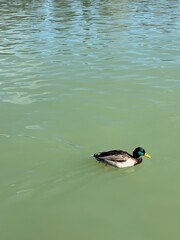 Fototapeta premium duck