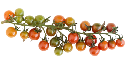 A close-up shot of a vine with cherry tomatoes in various stages of ripeness, showing a progression from green to red.