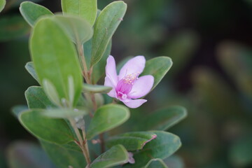 The Rose Myrtle (Rhodomyrtus tomentosa) is a flowering shrub known for its vibrant pink to purple blossoms and sweet, edible berries. It is widely found in tropical and subtropical regions of Asia