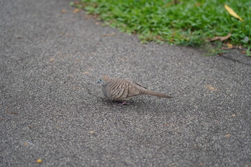 The Zebra Dove (Geopelia striata), also known as the Peaceful Dove, is a small, slender bird native to Southeast Asia. 