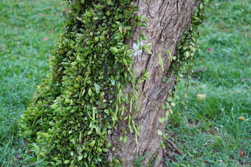 Obraz premium Bulbophyllum inconspicuum (inconspicuous bulbophyllum) is a species of orchid.