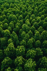 Aerial view of a lush green forest with treetops extending to the horizon