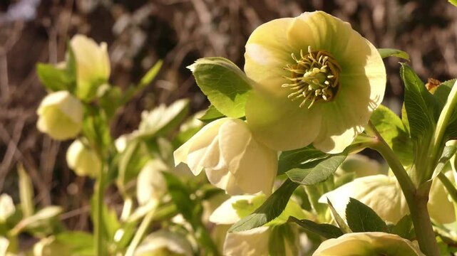 Blooming hellebore in a spring city park