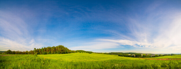 Panoramic photo of spring green field.
