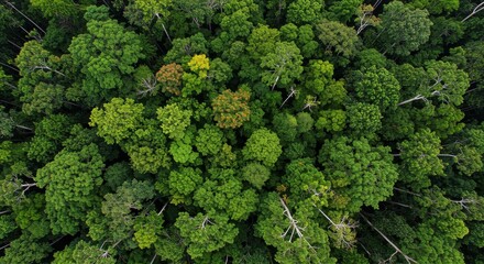 Naklejka premium Aerial view of lush green forest with diverse tree canopies and texture