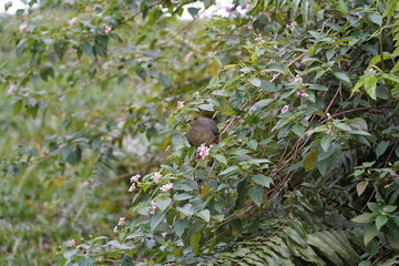 Green pigeons belong to the genus Treron in the Columbidae family. They are known for their vibrant...