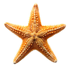 starfish isolated on white background
