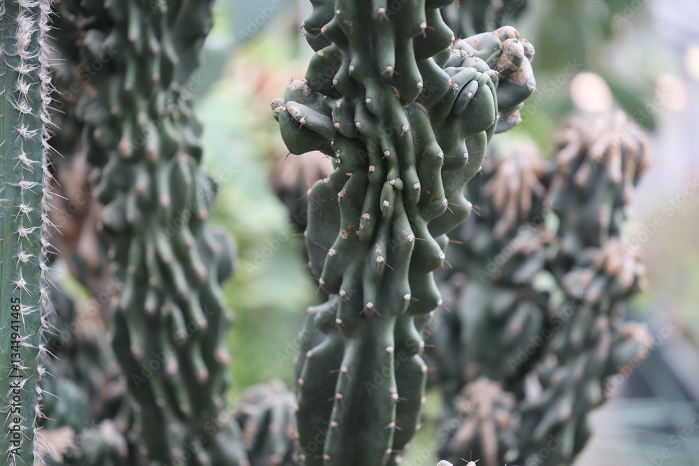 Poster close-up view of several cactus plants with spines and flowers.