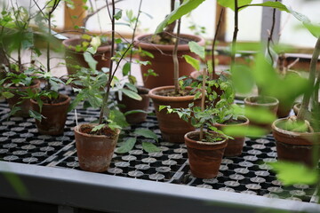 A table with pots and plants inside.