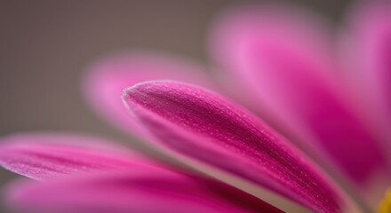 Close-up of a vibrant pink flower petal with soft background blur