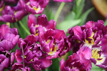 A detailed view of a cluster of purple flowers.