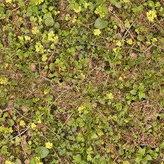 small green nettle and dry leafs