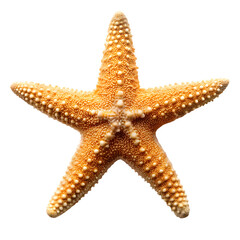 starfish isolated on white