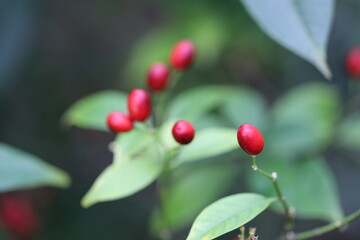 A detailed shot of bright red berries growing on a stem.