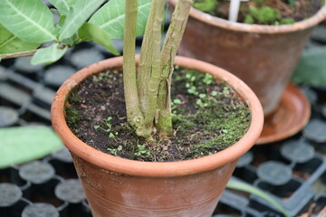 A pair of potted plants sitting on a table, perfect for home decor or office use.