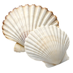 sea shell isolated on white