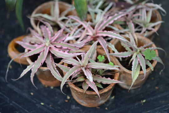 A collection of small pots containing various plants.