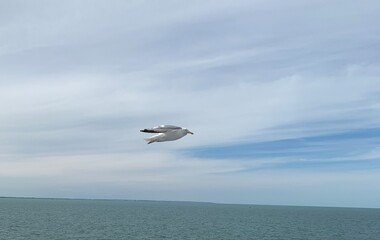 seagull in flight