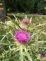 bee on thistle