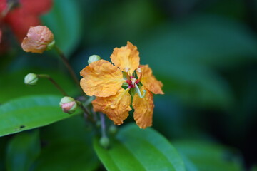 The Kock’s Bauhinia (𝘗𝘩𝘢𝘯𝘦𝘳𝘢 𝘬𝘰𝘤𝘬𝘪𝘢𝘯𝘢 var. 𝘬𝘰𝘤𝘬𝘪𝘢𝘯𝘢) is an evergreen woody climber that is native to Southeast Asia.
