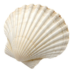 sea shell isolated on white