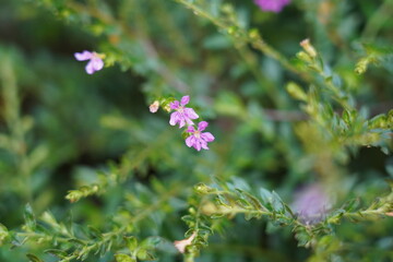 Cuphea hookeriana Walp. is a species of flowering plant in the Lythraceae family, native to parts of Central and South America. 