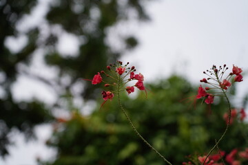 Jatropha gossypiifolia L var elegans is a striking ornamental plant with vibrant foliage and unique blooms adding beauty and texture to gardens