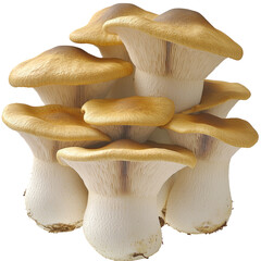 Pleurotus Eryngii Stacked. King Oyster Mushrooms On A White or transparent Background.