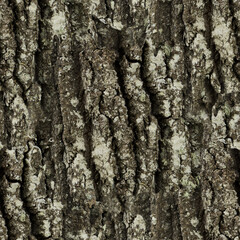 pine bark background