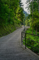 A road deep into the green forest.