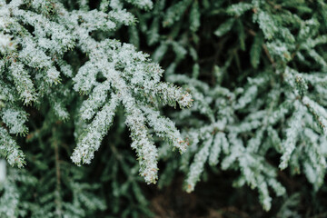 Frosted pine branches in a winter wonderland