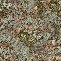 moss on the ground