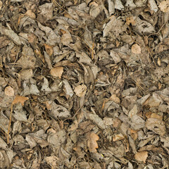 dry leaves background