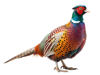 pheasant isolated with transparent image