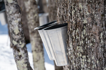 In a serene winter forest, metal buckets hang from maple trees, collecting sap as it flows freely.