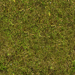 green grass background