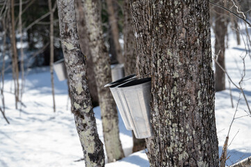Bright sunlight sparkles on the snow-covered ground as buckets hang from maple trees in a serene winter forest. This traditional method captures the essence of spring's approach, celebrating nature’s 